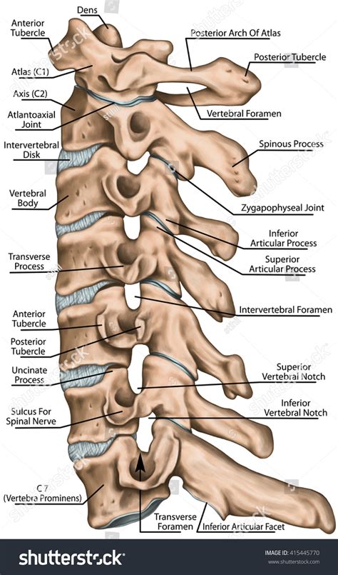 Cervical Spine Structure, Vertebral Bones, Cervical Bones, Anatomy Of Human Bone System, Human ...