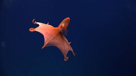 5 Awesome Dumbo Octopus Facts (The Cutest Octopus Ever!) - OctoNation - The Largest Octopus Fan ...