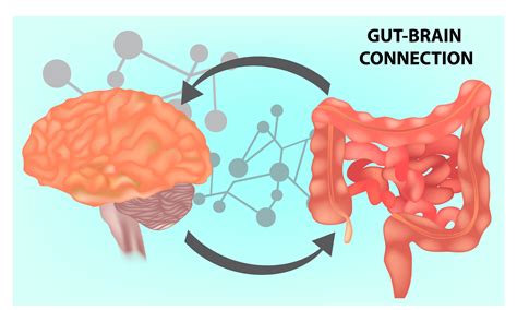 Microbiome Gut-Brain