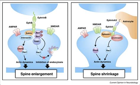 Figure 3 from Regulation of postsynaptic signaling in structural synaptic plasticity | Semantic ...