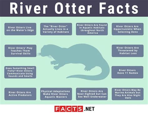 Top 12 River Otter Facts - Diet, Habitat, Anatomy & More | Facts.net ...