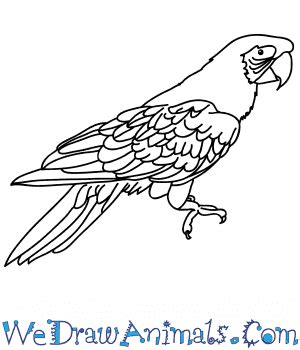 How To Draw A Real Parrot - Sonmixture11