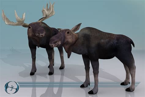 3d moose model