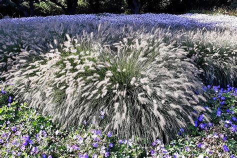 Pennisetum 'Hameln' | Plants, Flowers, Dandelion