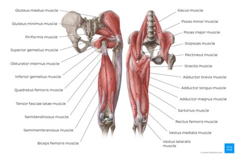 Groin Muscle Anatomy