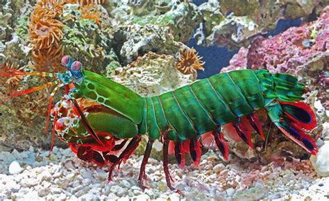 I'm considering maining as a mantis shrimp. Where would they fit in the ...