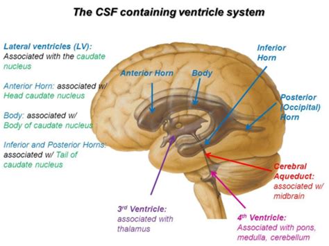 Caudate Nucleus Lateral Ventricle