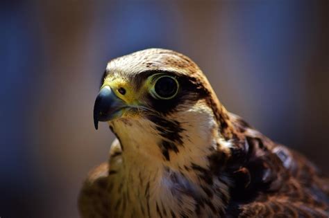 Premium Photo | Closeup shot of a domesticated brown falcon