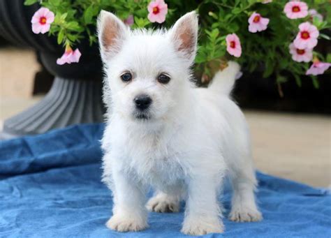 West Highland Terrier Puppies for Sale - Keystone Puppies