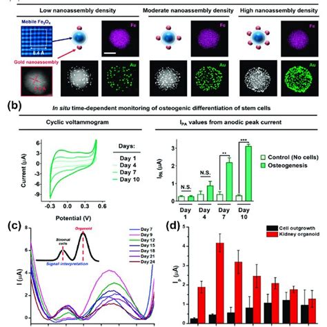 Gold nanoparticle-based electrochemical sensors. (a) Characterisation ...