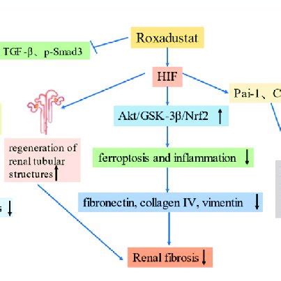 Roxadustat reduces fibrosis. Far-left: Roxadustat inhibits the... | Download Scientific Diagram