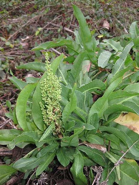 Yellow Dock Root Powder 100% Pure Natural Chemical Free 4oz | Etsy