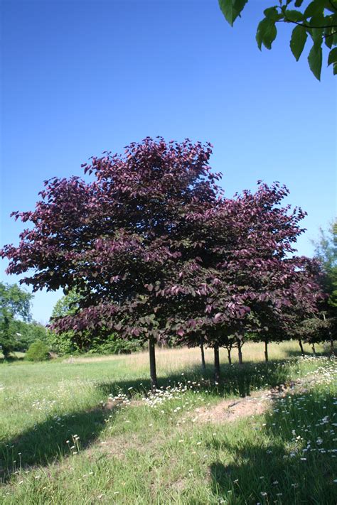 Flowering tree - Forest Pansy Redbud (Cercis canadensis 'Forest Pansy' | Shade Tree Farm