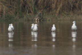 Wildlife Punjab