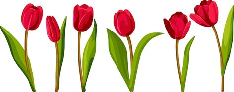 Premium Vector | Set of red tulips. Vector illustration