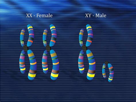 In Humans Which Gender Has Xy Chromosomes Alhimar | Hot Sex Picture