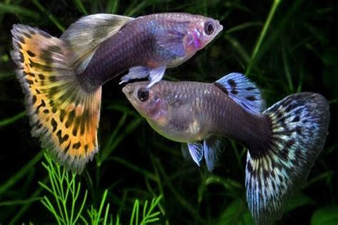 Guppy Fish Male And Female Are Easy To Identify: Ways To Know