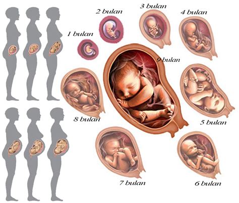 Kehamilan | Biologi Reproduksi