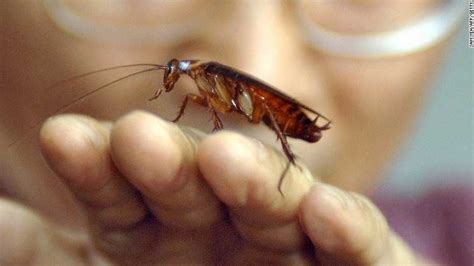 Cockroaches are becoming immune to insecticides - have a great day