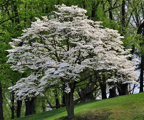 Tree of April 2021: Flowering Dogwood - TreesCharlotte