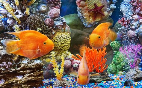 Fish HD desktop wallpaper Widescreen High Definition Mobile HD | Fish ...