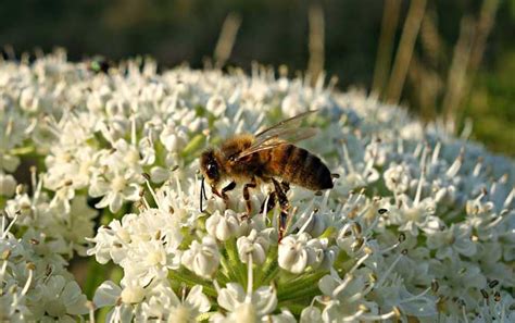 Is the bee color blind - Can bees identify colors? - beeplaza