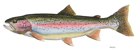 clipart rainbow trout 10 free Cliparts | Download images on Clipground 2024