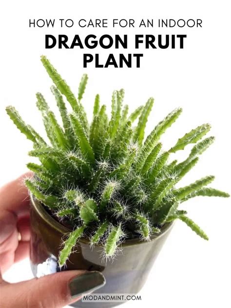 Growing Dragon Fruit Indoors