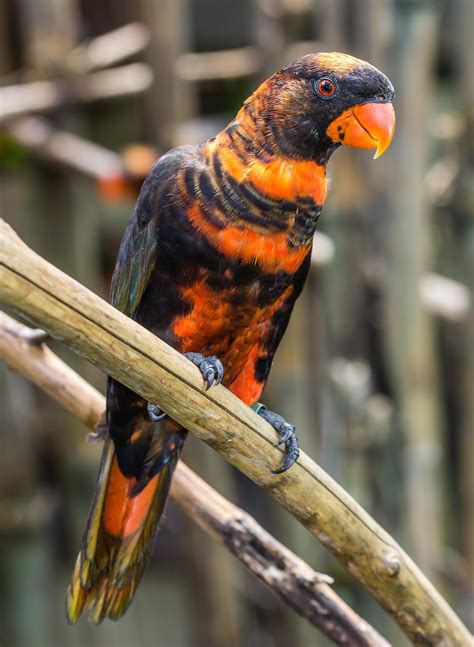 This species of parrot known as dusky lory looks like lava. : r/pics