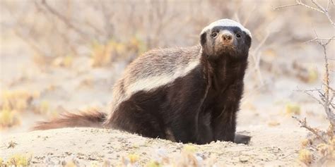 Facts About Honey Badgers That Prove They're Super Metal | Sporcle Blog