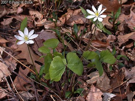 Jeffersonia diphylla (Twinleaf): Minnesota Wildflowers