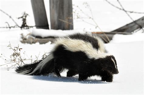 Skunks Behavior in Winter and How to Keep Them Away