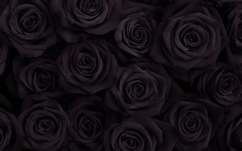 Black Rose Wallpaer - Black rose wallpapers images photos pictures ...