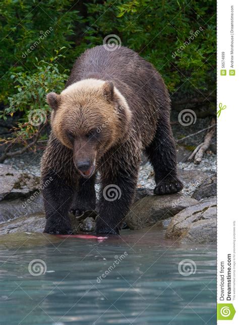 Grizzly Bear Eating Salmon on Shoreline Stock Image - Image of grizzly, arctos: 56574899