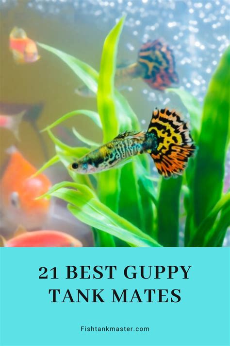 21 Best Guppy Tank Mates | Fish tank, Tropical fish tanks, Guppy fish