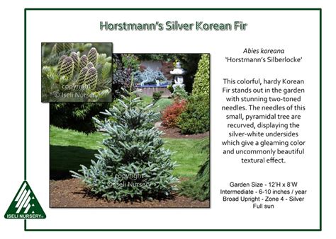 Abies koreana 'Horstmann's Silberlocke' - Iseli Nursery