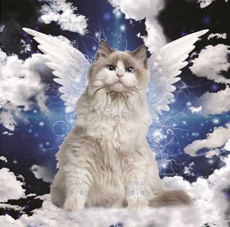 This 2016 'Celestial Whiskers' Cat Calendar Is A Must Have For All Feline-Lovers