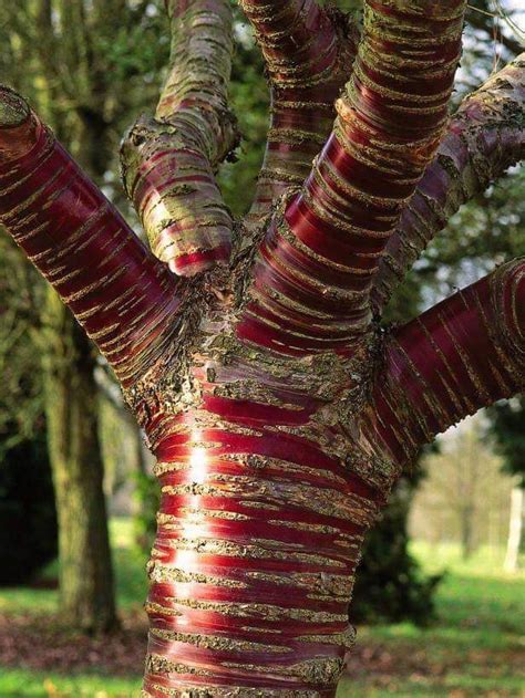 Tibetan Cherry Tree | Nature tree, Unique trees, Beautiful tree