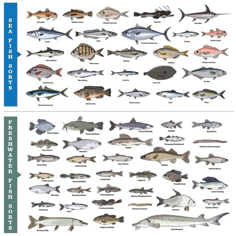 41 Types of Fish (Most Popular Saltwater and Freshwater Fish) – Nayturr