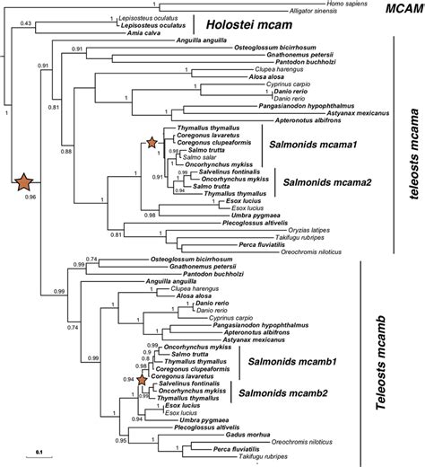 Phylogeny of Mcam in teleosts following the TGD and SaGD WGDs.... | Download Scientific Diagram