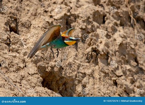 European Bee-eater or Merops Apiaster in Natural Habitat Stock Photo ...