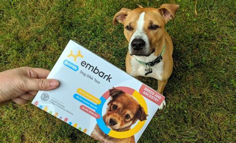 Embark DNA Test Review: Breed Identification Kit [2022 Review]