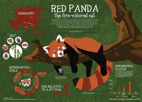 Red #Panda #Fact #Sheet #Infographic ## 2, #Fact #Infographic #Panda # ...