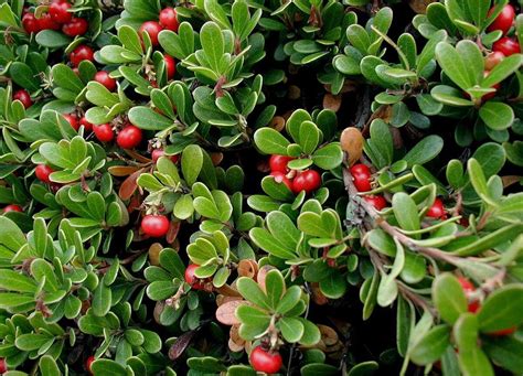 Bearberry, Loved by Bears and Humans Alike - Eat The Planet