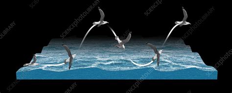 Albatross flying using dynamic soaring, illustration - Stock Image - C041/9635 - Science Photo ...