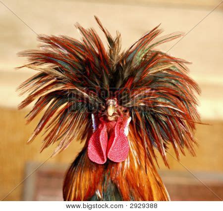 Banty Rooster Images, Illustrations, Vectors - Banty Rooster Stock Photos & Images | Bigstock