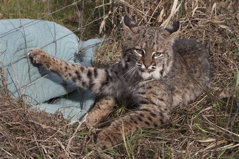 White Wolf : Bill Would Ban Bobcat Trapping in California