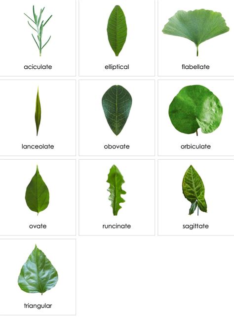 Leaf Shapes (1) Visual Dictionary, 44% OFF