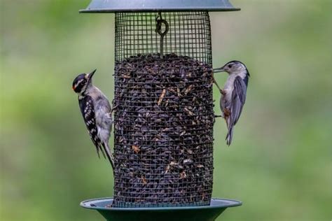 7 Best Bird Feeder Cameras to Bring Nature Into Your Home