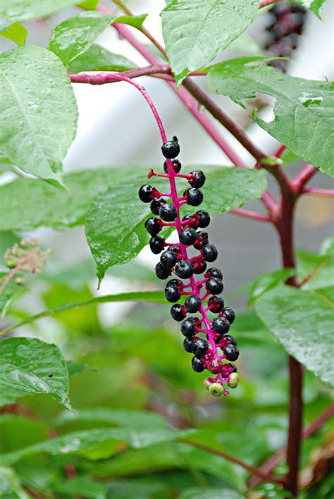 pokeweed (Center School) · iNaturalist